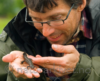 BB 07 0057 / Triturus cristatus / Storsalamander
